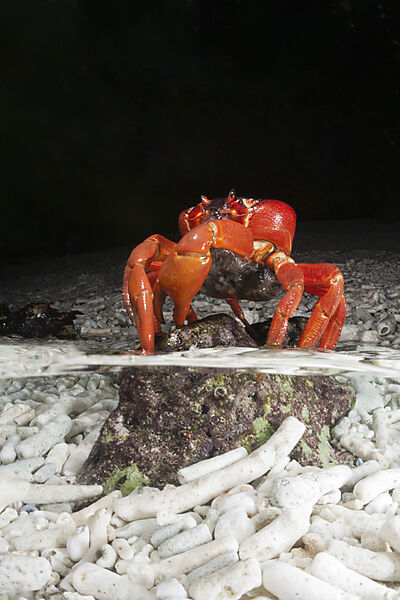 Christmas Island Red Crab release eggs into ocean, Gecarcoidea natalis, Christmas Island, Australia