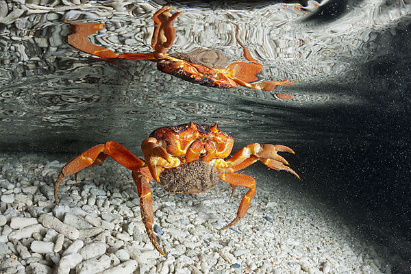 Weihnachtsinsel-Krabbe legt Eier im Meer ab, Gecarcoidea natalis, Weihnachstinsel, Australien