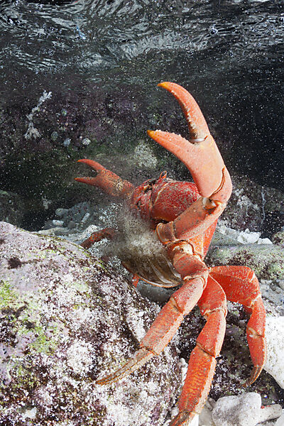 Weihnachtsinsel-Krabbe legt Eier im Meer ab, Gecarcoidea natalis, Weihnachstinsel, Australien