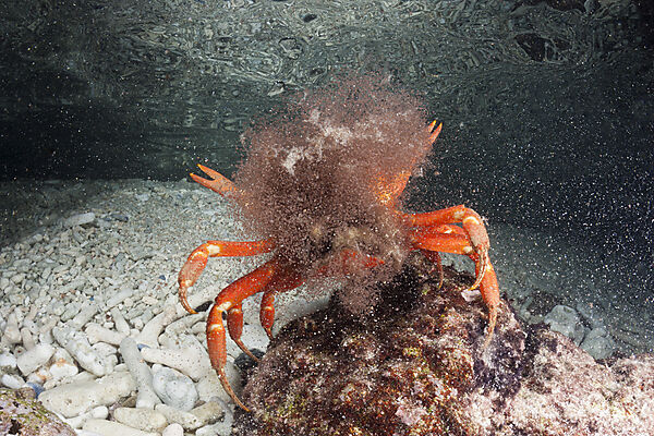 Weihnachtsinsel-Krabbe legt Eier im Meer ab, Gecarcoidea natalis, Weihnachstinsel, Australien