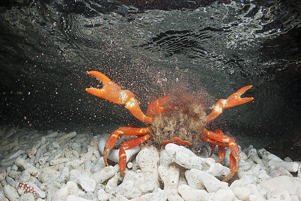 Weihnachtsinsel-Krabbe legt Eier im Meer ab, Gecarcoidea natalis, Weihnachstinsel, Australien