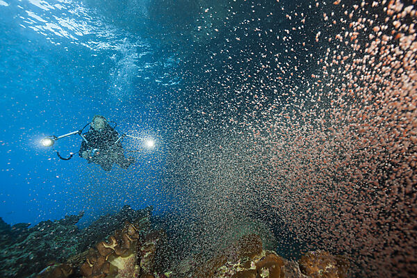 Clouds of Crab Larvae swirl near Shore, Gecarcoidea natalis, Christmas Island, Australia