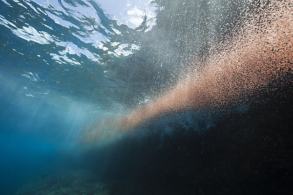 Clouds of Crab Larvae swirl near Shore, Gecarcoidea natalis, Christmas Island, Australia