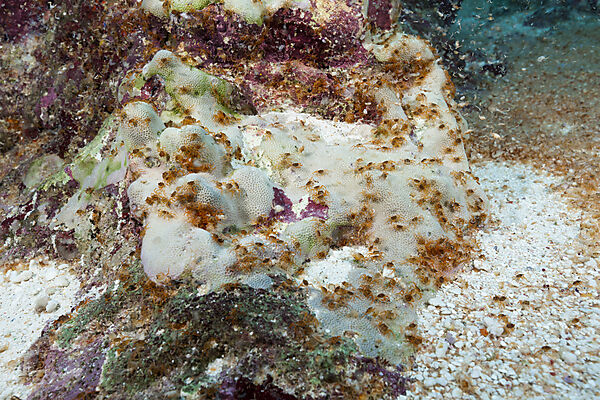 Crab Larvae in Indian Ocean, Underwater Cave, Gecarcoidea natalis, Christmas Island, Australia