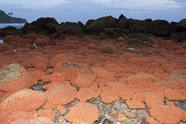 Juvenile Krabben kehren aus dem Meer zurueck, Gecarcoidea natalis, Weihnachstinsel, Australien