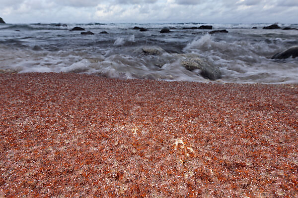 Juvenile Krabben kehren aus dem Meer zurueck, Gecarcoidea natalis, Weihnachstinsel, Australien