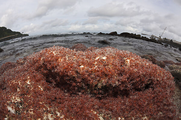 Juvenile Krabben kehren aus dem Meer zurueck, Gecarcoidea natalis, Weihnachstinsel, Australien