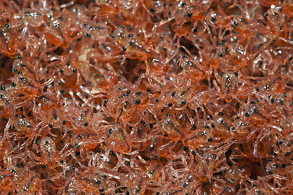 Juvenile Krabben kehren aus dem Meer zurueck, Gecarcoidea natalis, Weihnachstinsel, Australien
