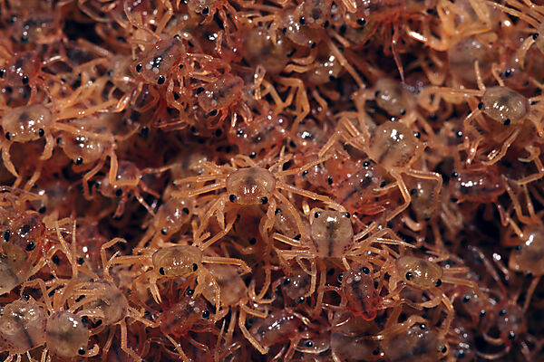 Juvenile Krabben kehren aus dem Meer zurueck, Gecarcoidea natalis, Weihnachstinsel, Australien