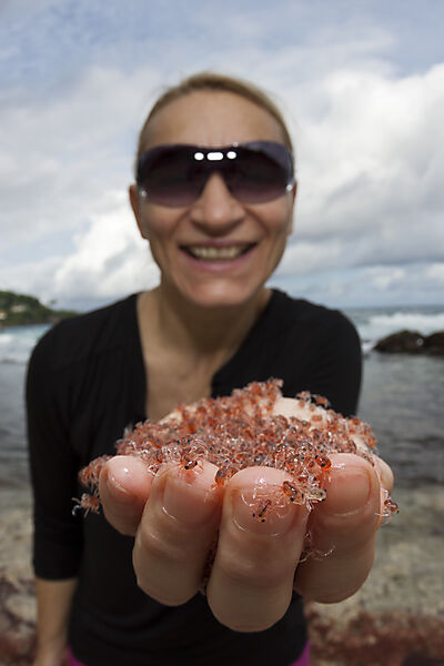 Juvenile Krabben kehren aus dem Meer zurueck, Gecarcoidea natalis, Weihnachstinsel, Australien