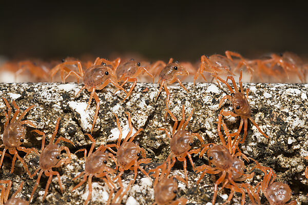Juvenile Krabben wandern an Land, Gecarcoidea natalis, Weihnachstinsel, Australien