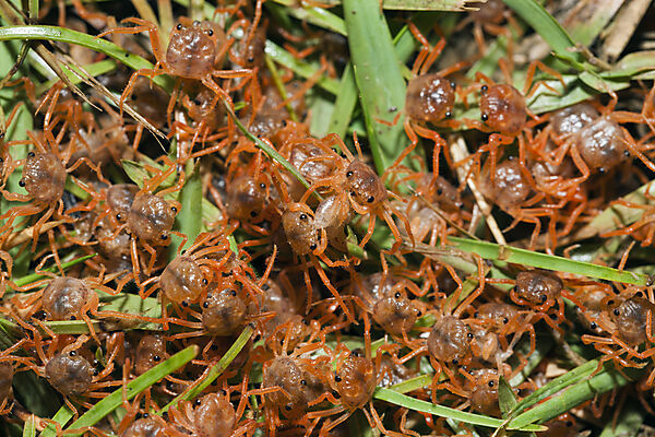 Juvenile Krabben wandern an Land, Gecarcoidea natalis, Weihnachstinsel, Australien