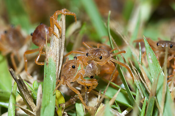 Juvenile Krabben fressen abgestossene Haeute, Gecarcoidea natalis, Weihnachstinsel, Australien