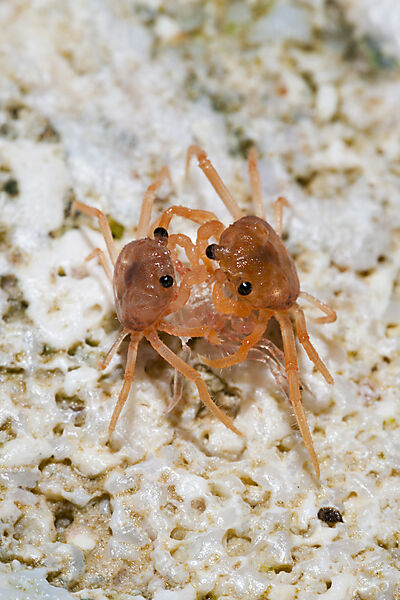 Juvenile Krabben fressen abgestossene Haeute, Gecarcoidea natalis, Weihnachstinsel, Australien