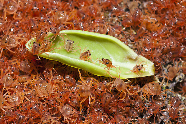 Juvenile Krabben wandern an Land, Gecarcoidea natalis, Weihnachstinsel, Australien