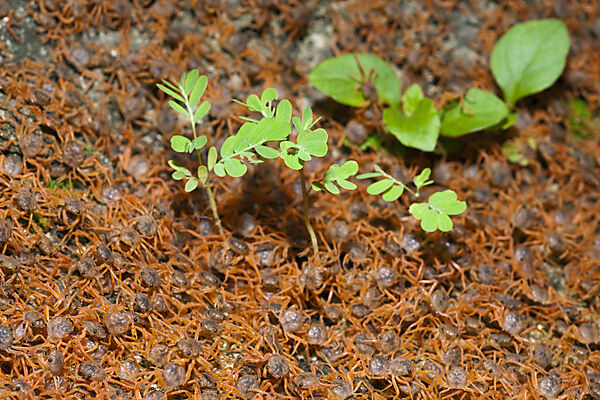 Juvenile Crabs returning on Land, Gecarcoidea natalis, Christmas Island, Australia