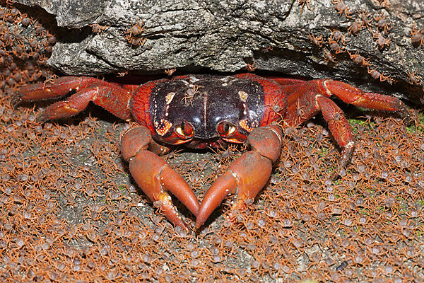 Juvenile Crabs returning on Land, Gecarcoidea natalis, Christmas Island, Australia