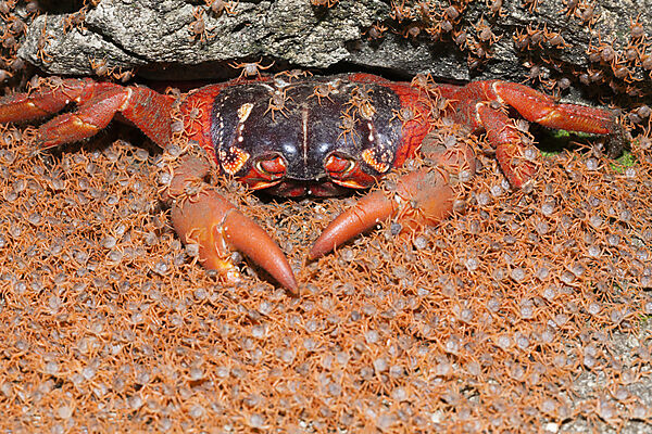 Juvenile Crabs returning on Land, Gecarcoidea natalis, Christmas Island, Australia