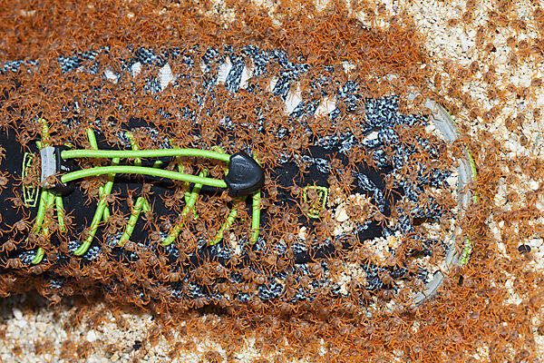 Juvenile Crabs returning on Land, Gecarcoidea natalis, Christmas Island, Australia