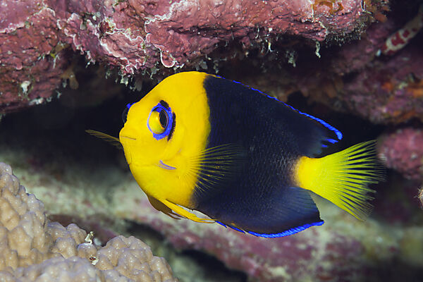Endemischer Kokos-Zwergkaiserfisch, Centropyge joculator, Weihnachstinsel, Australien
