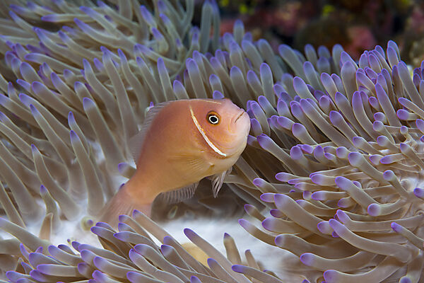 Halsband-Anemonenfisch, Amphiprion perideraion, Weihnachstinsel, Australien
