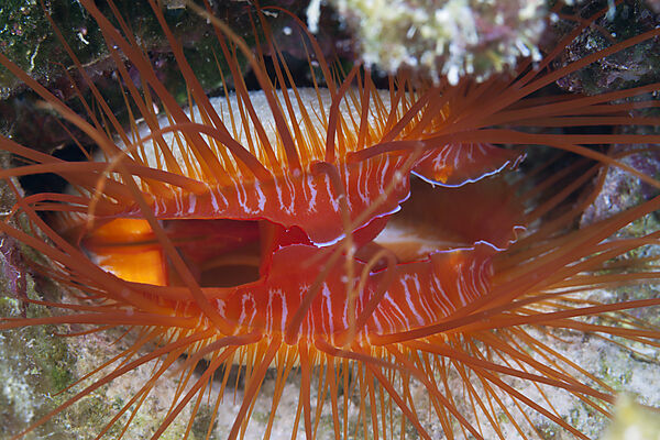 Flammenmuschel, Ctenoides ales, Weihnachstinsel, Australien