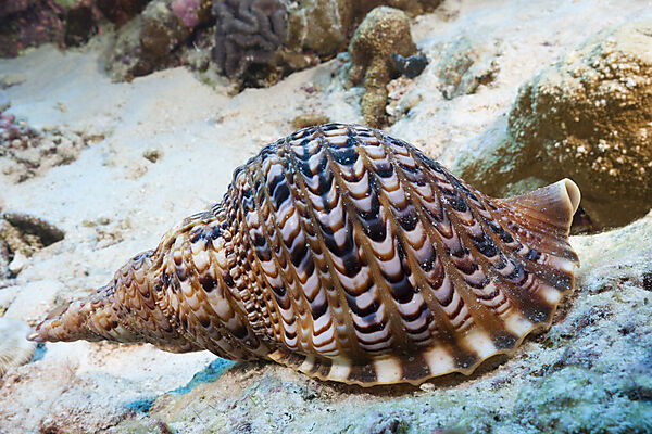 Giant Triton Shell, Charonia tritonis, Christmas Island, Australia