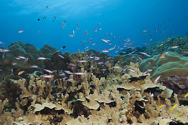 Whitleys Fahnenbarsche am Riff, Luzonichthys whitleyi, Weihnachstinsel, Australien