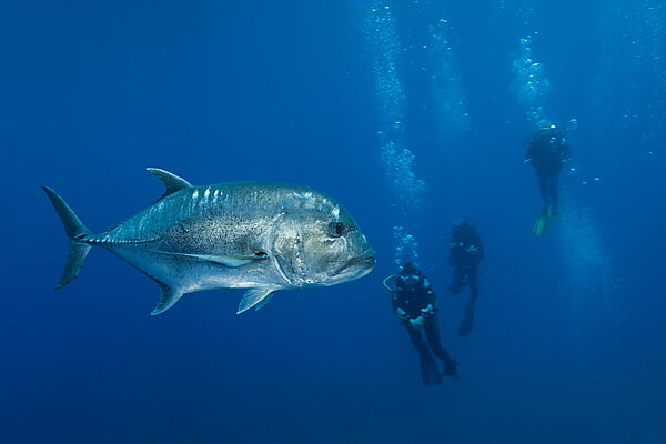 Giant Trevally and Scuba diver, Caranx ignobilis, Christmas Island, Australia
