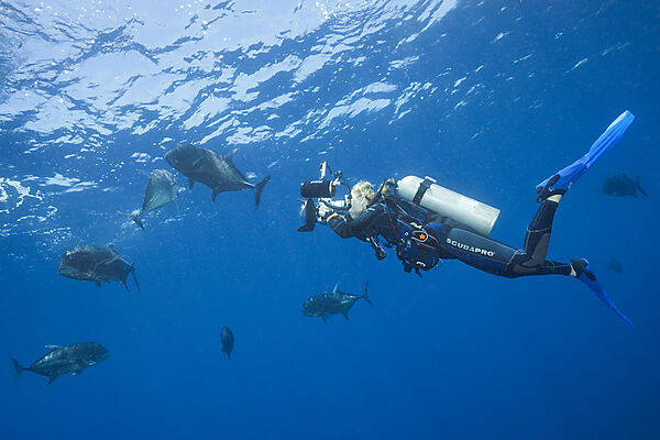Giant Trevally and Scuba diver, Caranx ignobilis, Christmas Island, Australia