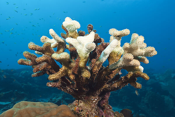 Gebleichte Geweihkoralle, Acropora, Weihnachstinsel, Australien