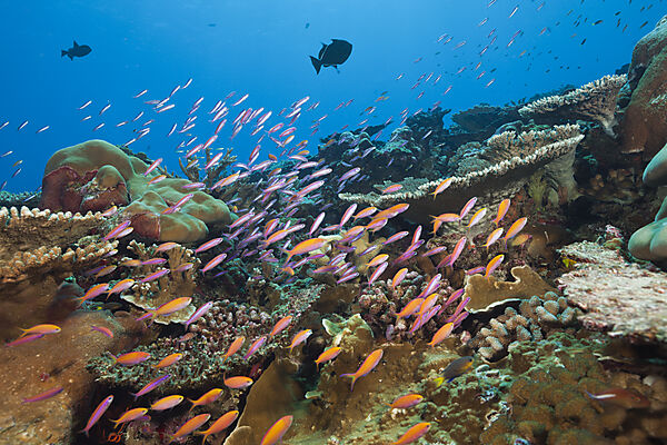 Whitleys Fahnenbarsche und Flammenfahnenbarsche, Luzonichthys whitleyi, Pseudanthias dispar, Weihnachstinsel, Australien