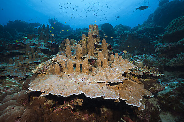 Grosse Porenkoralle, Porites sp., Weihnachstinsel, Australien