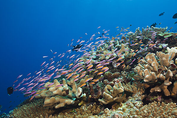 Whitleys Fahnenbarsche und Flammenfahnenbarsche, Luzonichthys whitleyi, Pseudanthias dispar, Weihnachstinsel, Australien