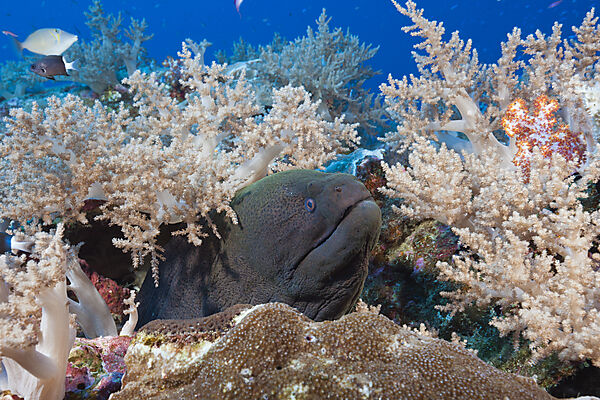 Riesenmuraene, Gymnothorax javanicus, Weihnachstinsel, Australien