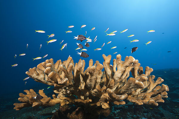 Schwarm Gelbruecken-Fahnenbarsche, Pseudanthias evansi, Weihnachstinsel, Australien