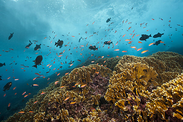 Schwarm Pazifische Flammenfahnenbarsche, Pseudanthias dispar, Weihnachstinsel, Australien