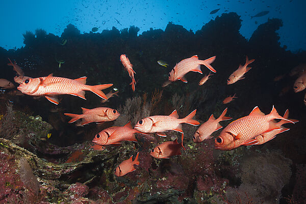 Schwarm Weisssaum-Soldatenfische, Myripristis murdjan, Weihnachstinsel, Australien