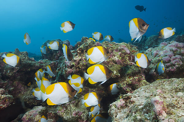 Schwarm Gelbe Pyramiden-Falterfische, Hemitaurichthys polyepis, Weihnachstinsel, Australien