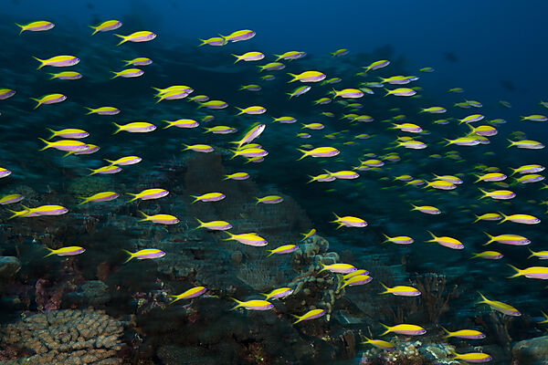 Schwarm Gelbruecken-Fahnenbarsche, Pseudanthias evansi, Weihnachstinsel, Australien