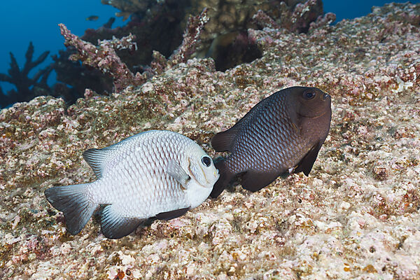 Ablaichende Dreifleck-Preussenfische, Dascyllus trimaculatus, Weihnachstinsel, Australien