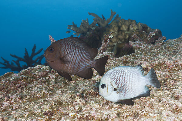 Ablaichende Dreifleck-Preussenfische, Dascyllus trimaculatus, Weihnachstinsel, Australien