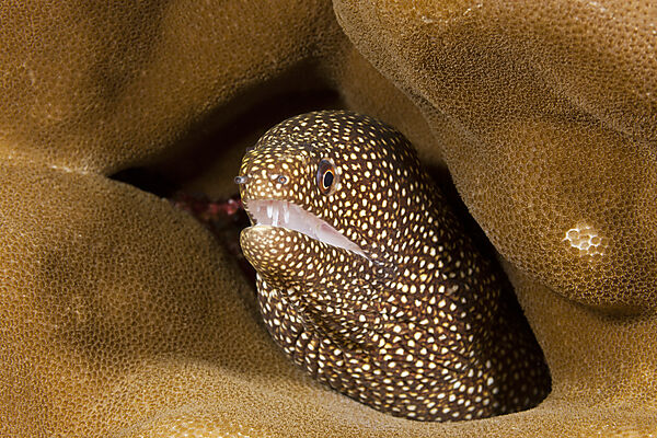 Perlen-Muraene, Gymnothorax meleagris, Weihnachstinsel, Australien