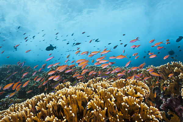 Schwarm Pazifische Flammenfahnenbarsche, Pseudanthias dispar, Weihnachstinsel, Australien