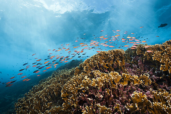 Schwarm Pazifische Flammenfahnenbarsche, Pseudanthias dispar, Weihnachstinsel, Australien