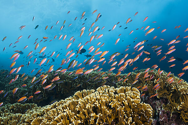 Schwarm Pazifische Flammenfahnenbarsche, Pseudanthias dispar, Weihnachstinsel, Australien