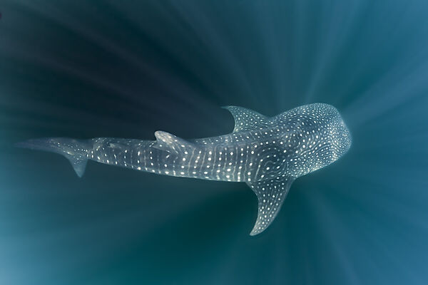 Walhai, Rhincodon typus, Weihnachstinsel, Australien
