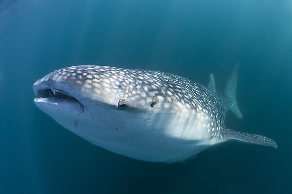Walhai, Rhincodon typus, Weihnachstinsel, Australien