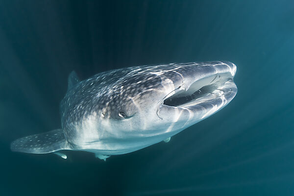 Walhai, Rhincodon typus, Weihnachstinsel, Australien