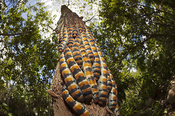 Caterpillars of Giant Silk Moth, Arsenura armida, Cancun, Yucatan, Mexico